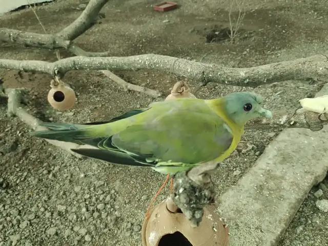 Birds & Animals 5