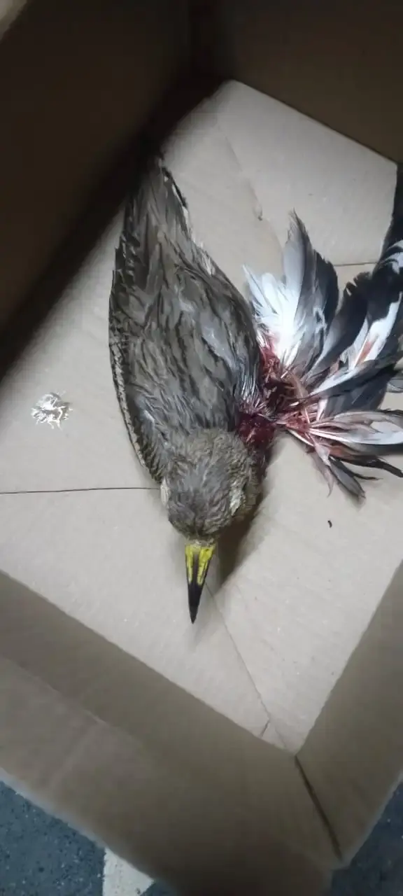 Birds & Animals 24